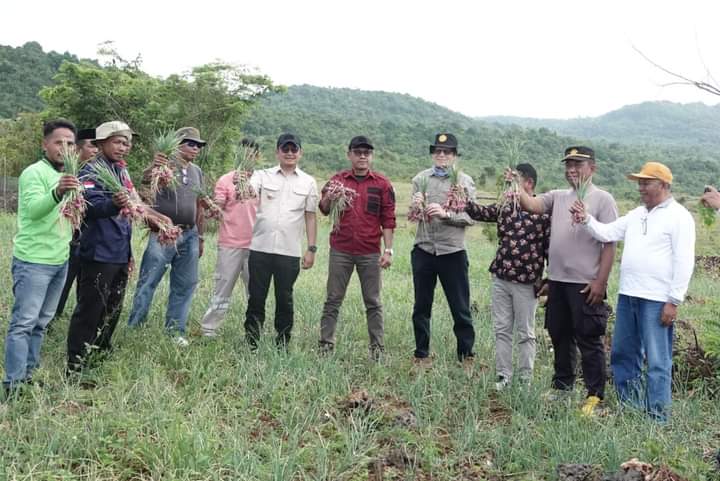 Pemkab Buton Selatan Fokus Kembangkan Pertanian Bawang Merah di Lapandewa