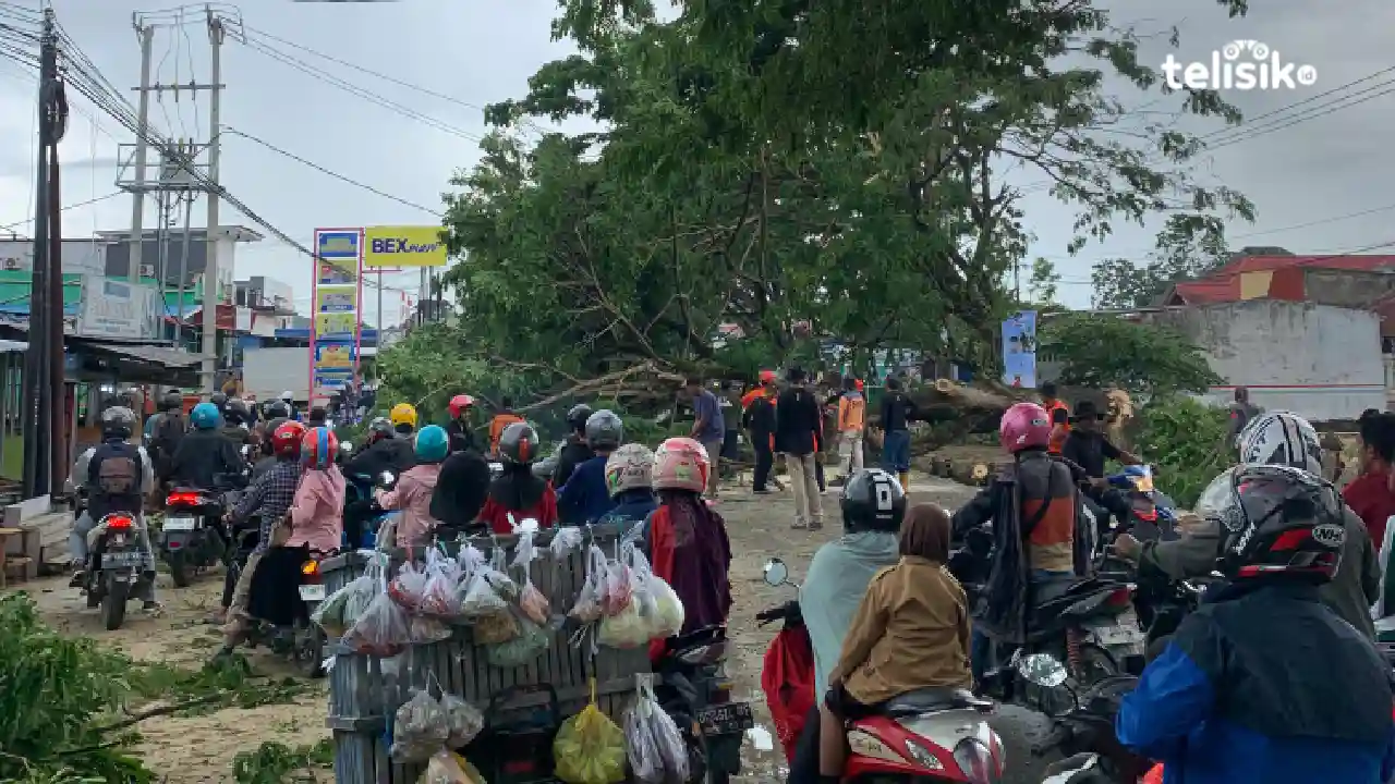 Pohon Tumbang di Kendari Akibat Hujan Lebat dan Angin Kencang