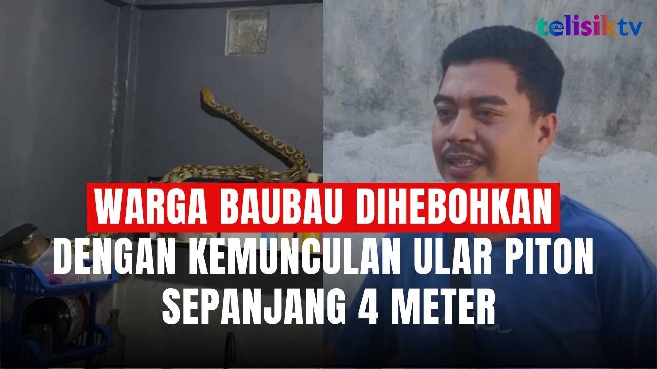 TELISIKTV: Ular Piton Sepanjang 4 Meter Masuk ke Rumah Warga Baubau