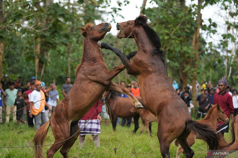 Tiga Budaya Suku Muna Resmi Diakui sebagai Warisan Budaya Tak Benda Indonesia