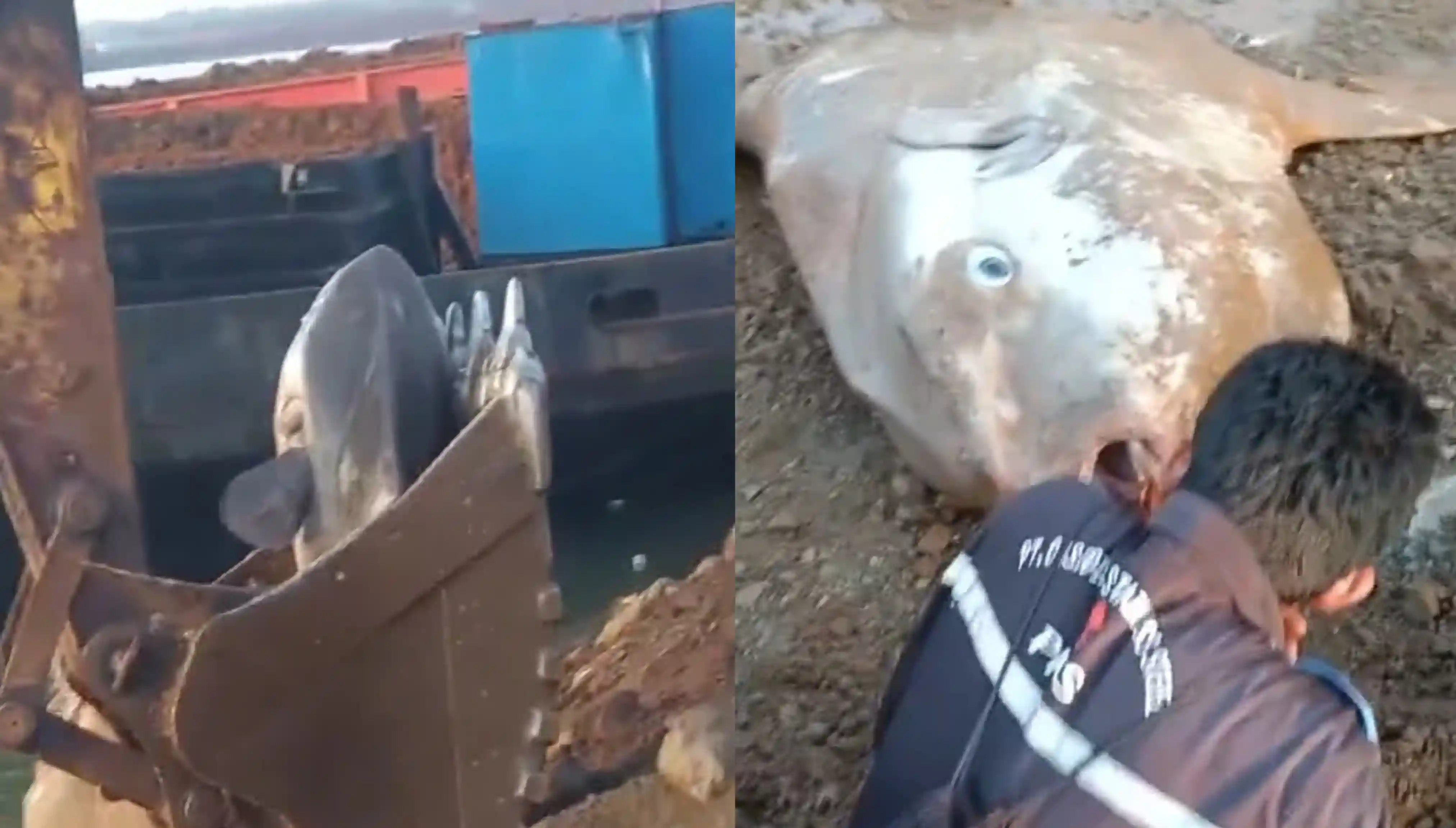 Viral, Ikan Raksasa Terdampar dan Diangkat Menggunakan Excavator di Jeti Morosi Konawe