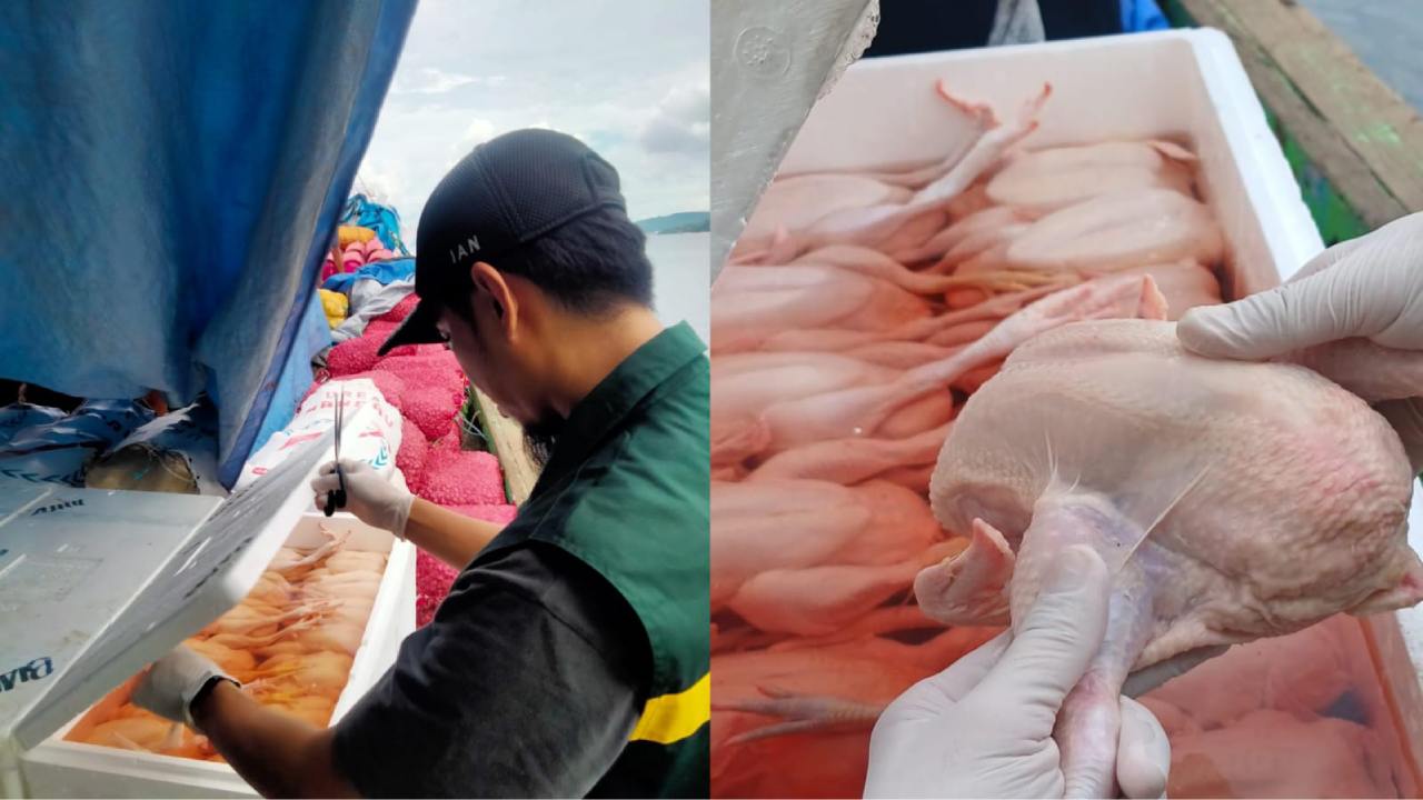 Badan Karantina Sultra Tolak 600 Kg Daging Ayam Masuk Baubau