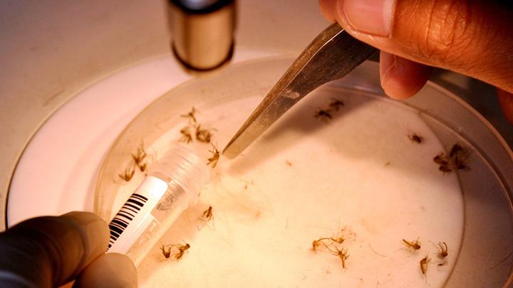 Ilmuwan China Ciptakan Nyamuk Aedes Aegypti yang Tak Lagi Tularkan DBD