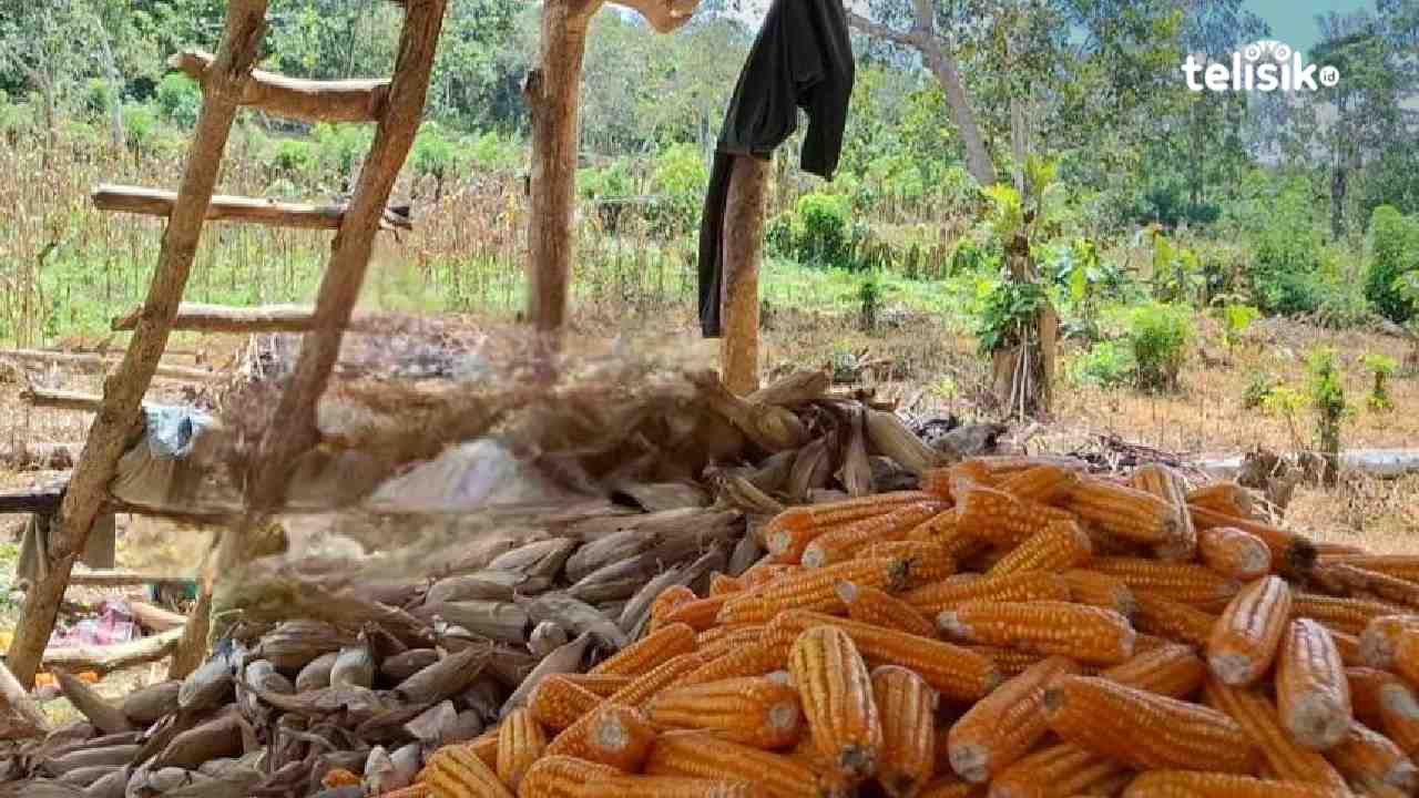 Petani Jagung Kuning Lapodidi Muna Keluhkan Bulog, Volume Timbangan Berkurang 200 Kg