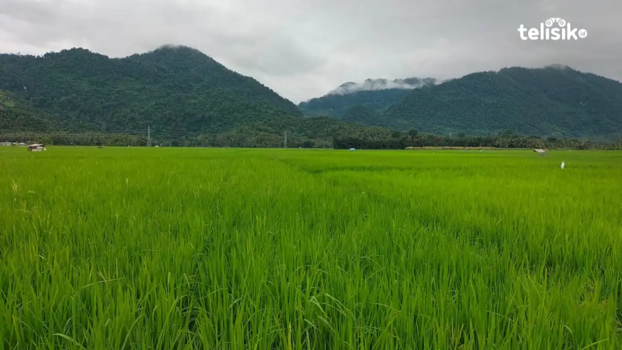 Biaya Perbaikan Enam Irigasi Sawah di Kolaka Utara Sedot Anggaran Rp 700 Juta