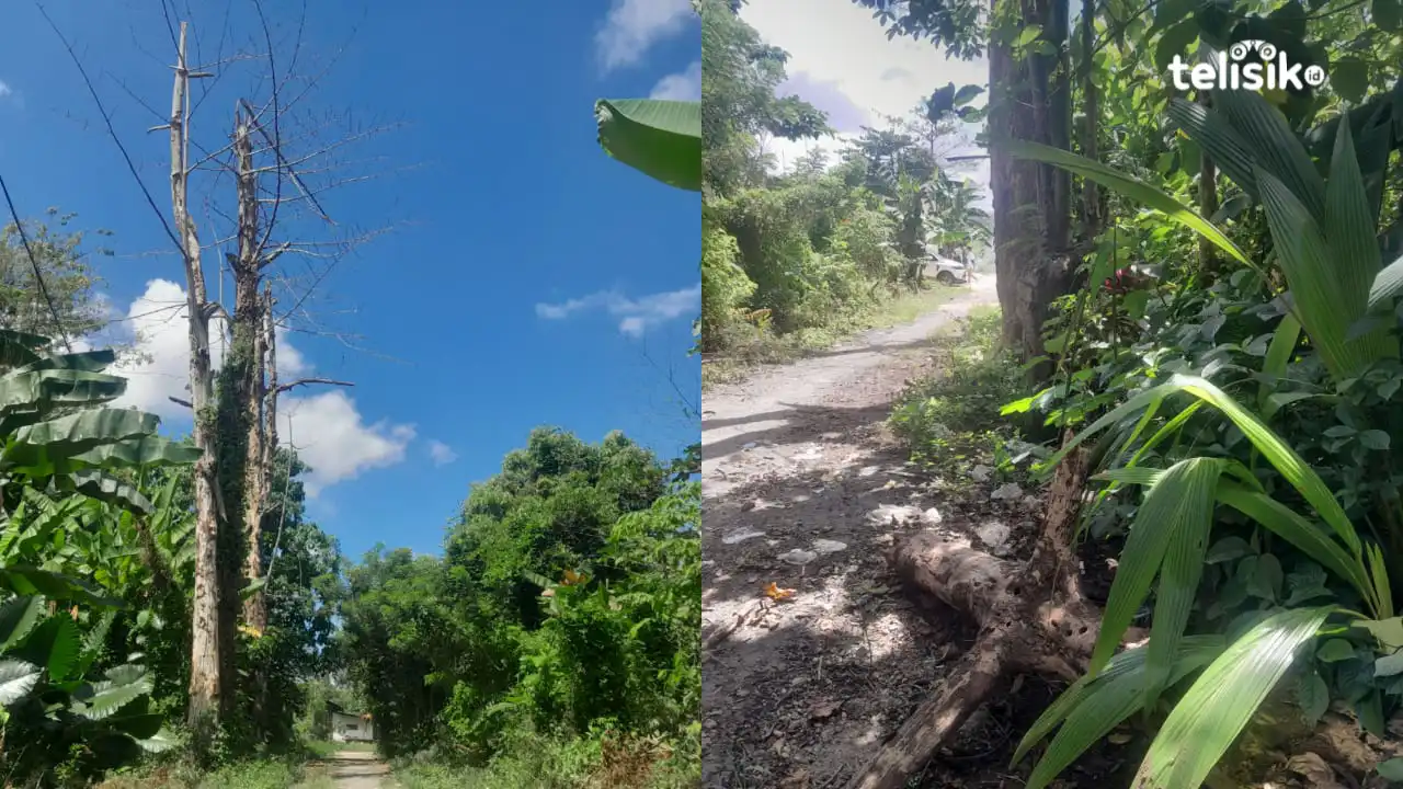 Meski Sudah Dilapor Pemerintah, Dua Pohon Mati di Pinggir Jalan Padaleu Tak Kunjung Ditebang Ancam Pengendara