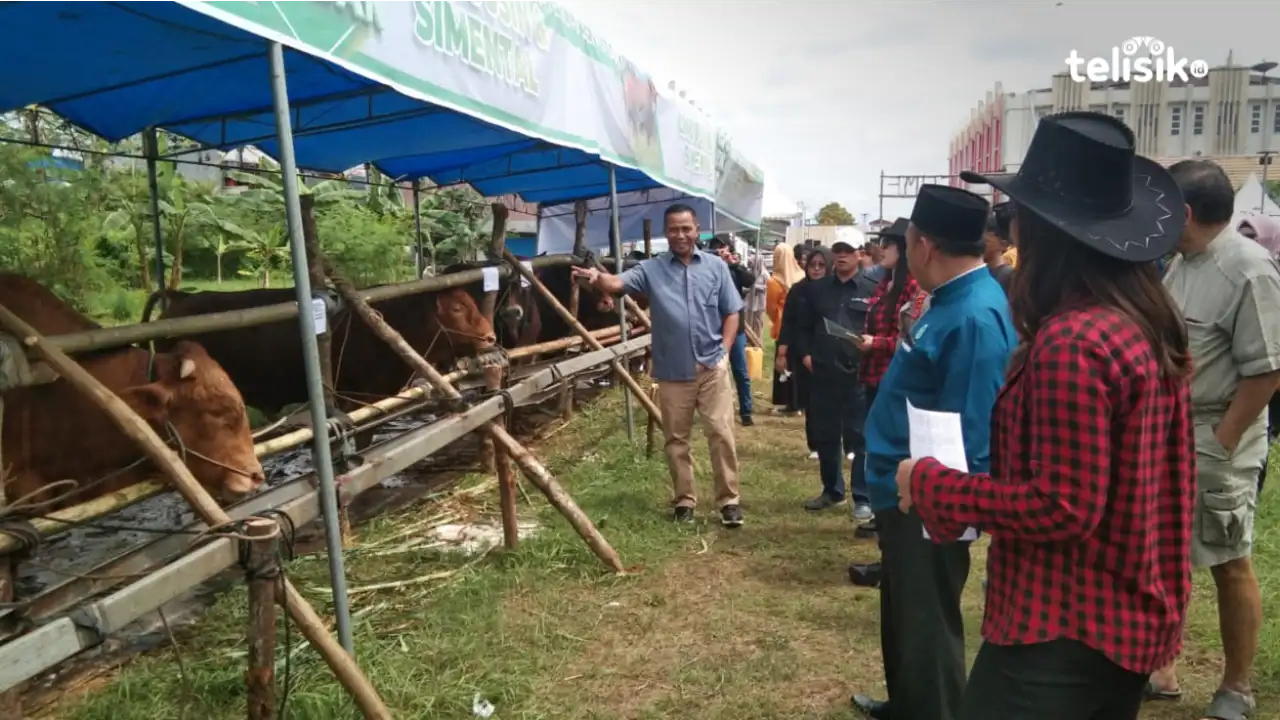 Pameran Hewan Kurban di Kendari, Peternak Hadirkan Sapi Kualitas Tinggi