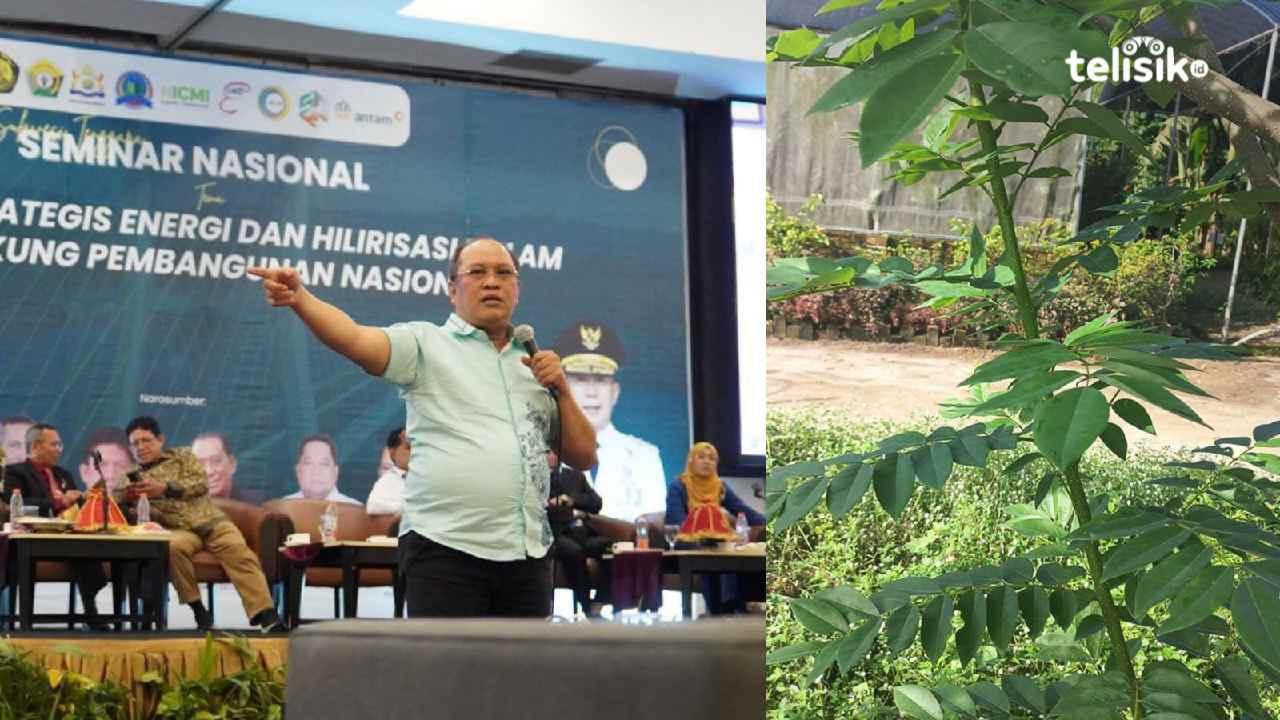 Pohon Gamal Tumbuh Liar di Sulawesi Tenggara Disulap jadi Bahan Bakar Bernilai Rupiah