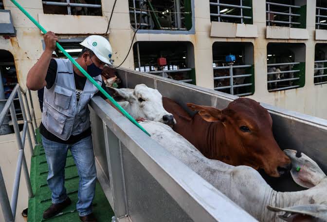 Sapi Impor Australia Tak Bisa Disembelih saat Idul Adha, Ternyata Ini Penyebabnya