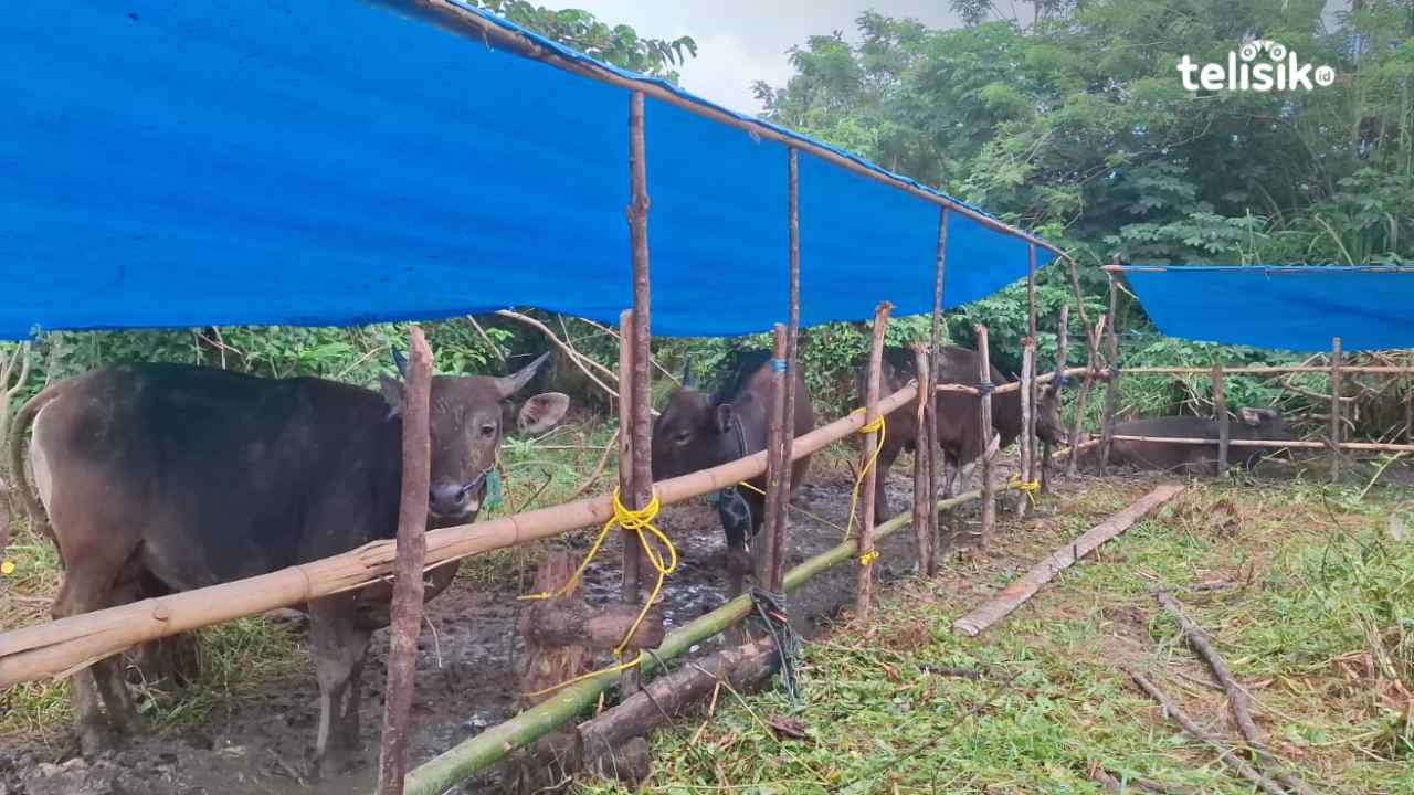 Seluruh Daerah Sulawesi Tenggara Kebagian Jatah Sapi Kurban Prabowo Standar 1 Ton