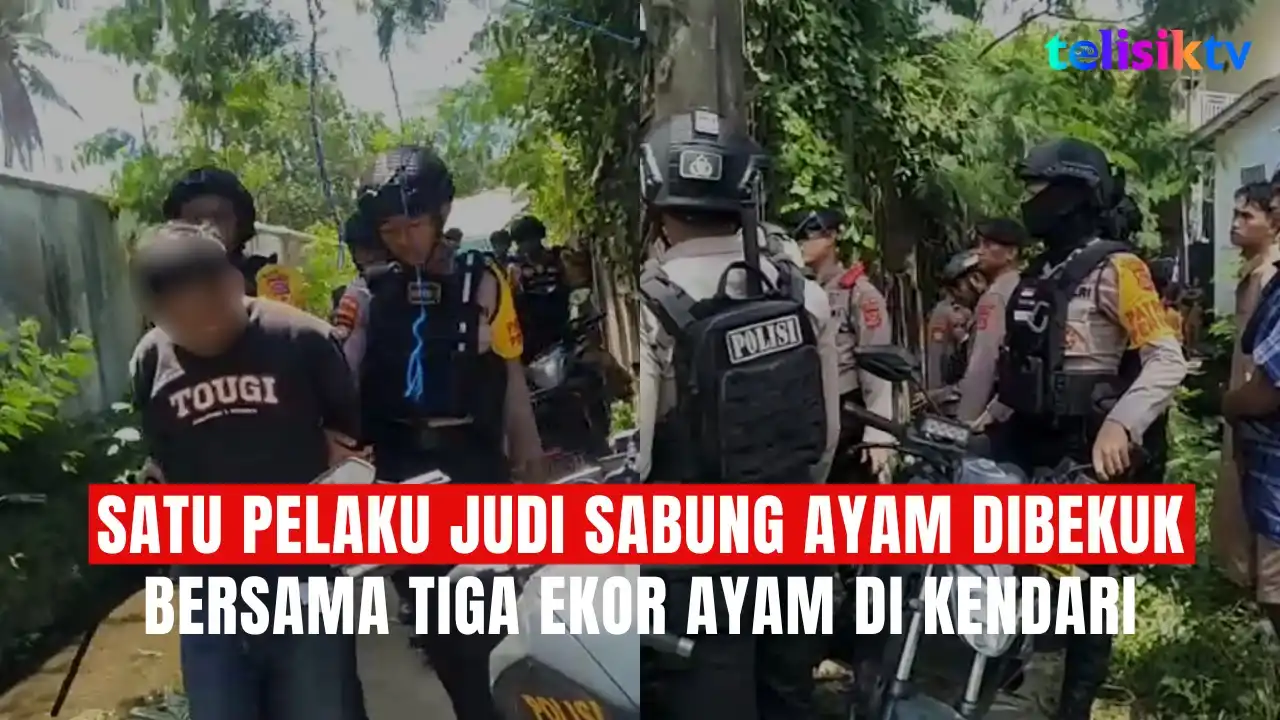 TELISIKTV: Satu Pelaku Judi Sabung Ayam Dibekuk Bersama Tiga Ekor Ayam di Kendari