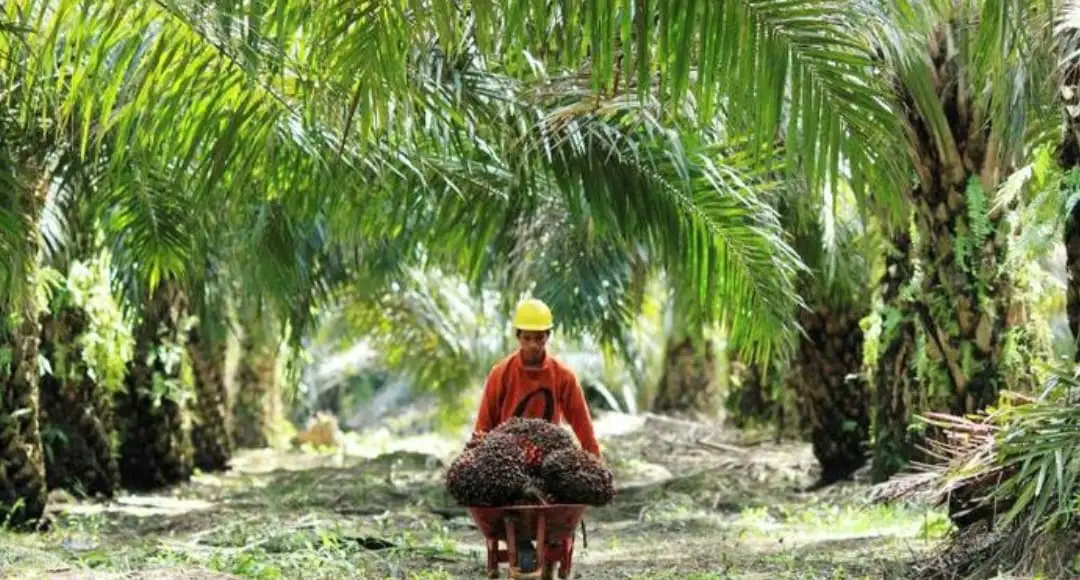 Dua Wilayah Kolaka Utara Diproyeksi jadi Pusat Budidaya Kelapa Sawit