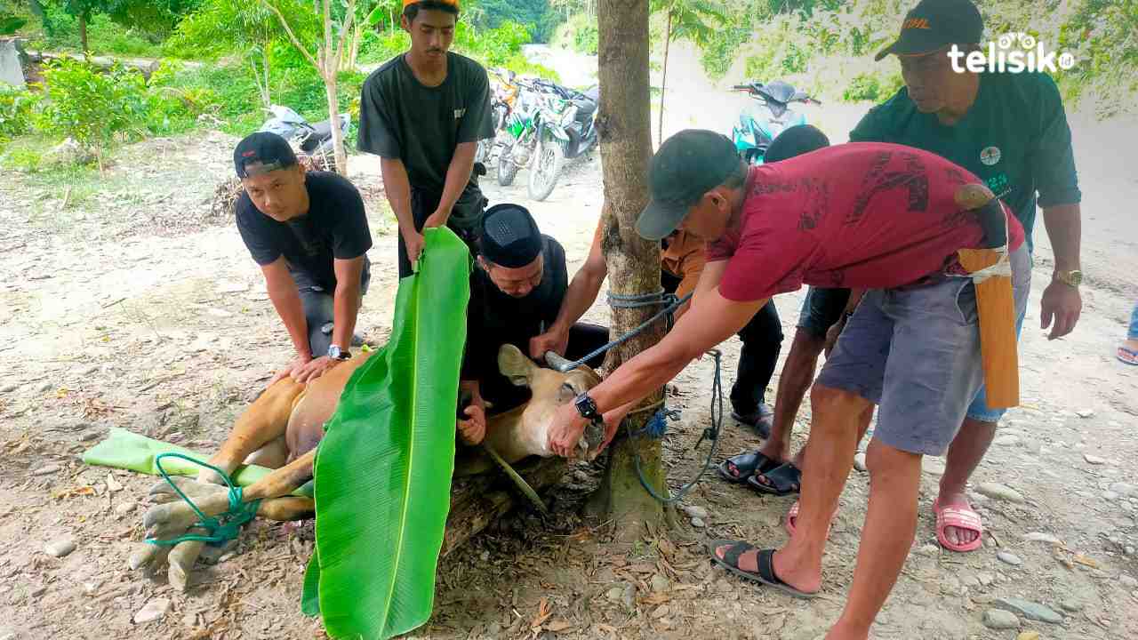 Lasusua Terbanyak Hewan Kurban Idul Adha 2025 di Kolaka Utara, Disbunnak Pastikan Layak Konsumsi