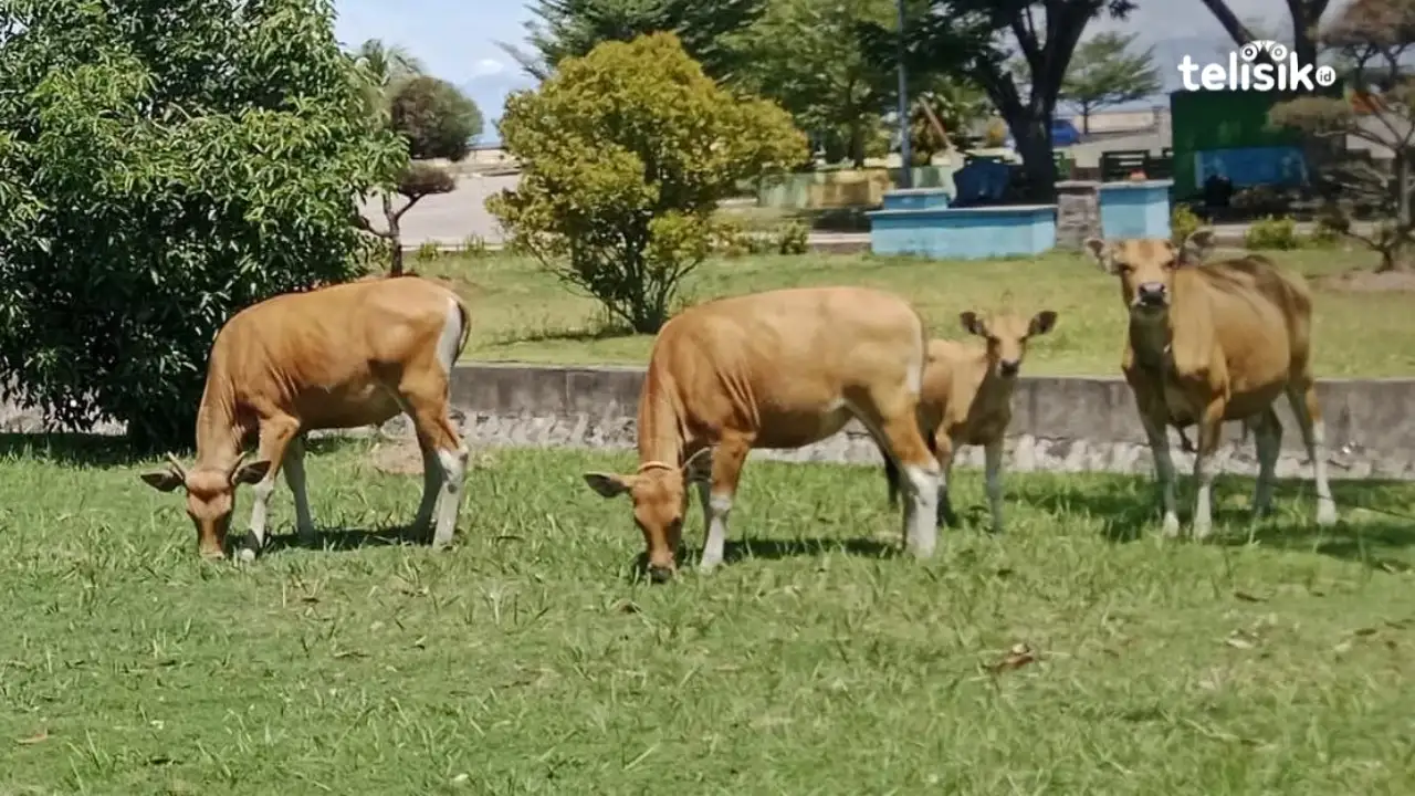 Tiga Penyakit Menular Potensi Serang Ternak Sapi Kurban Kolaka Utara, Berikut Ciri dan Penanganannya