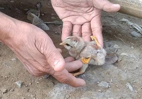 Unik: Anak Ayam Berkaki Empat Gegerkan Warga Pekalongan