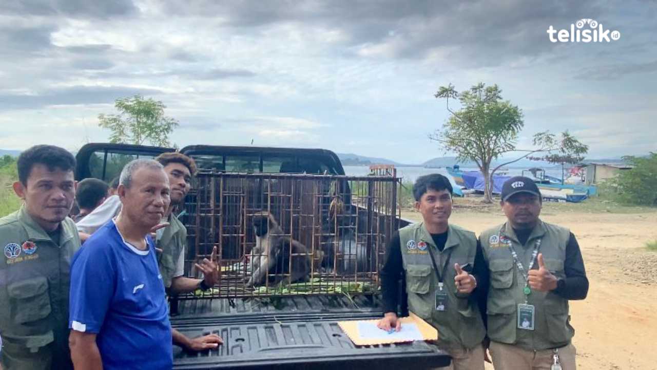 Cakar Anak hingga Terluka, Dua Monyet di Baubau Ditangkap dan Kembali Dilepas