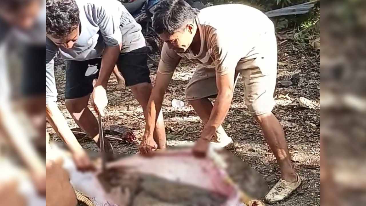 Pria Lansia di Buton Selatan Tewas Dimangsa Ular Piton Sepanjang 8 Meter