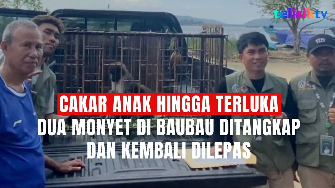 TELISIKTV: Cakar Anak hingga Terluka, Dua Monyet di Baubau Ditangkap dan Kembali Dilepas