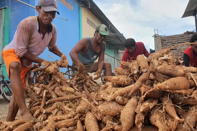 Mendag Teken Aturan Baru, Impor Singkong dan Etanol Tak Lagi Seenaknya
