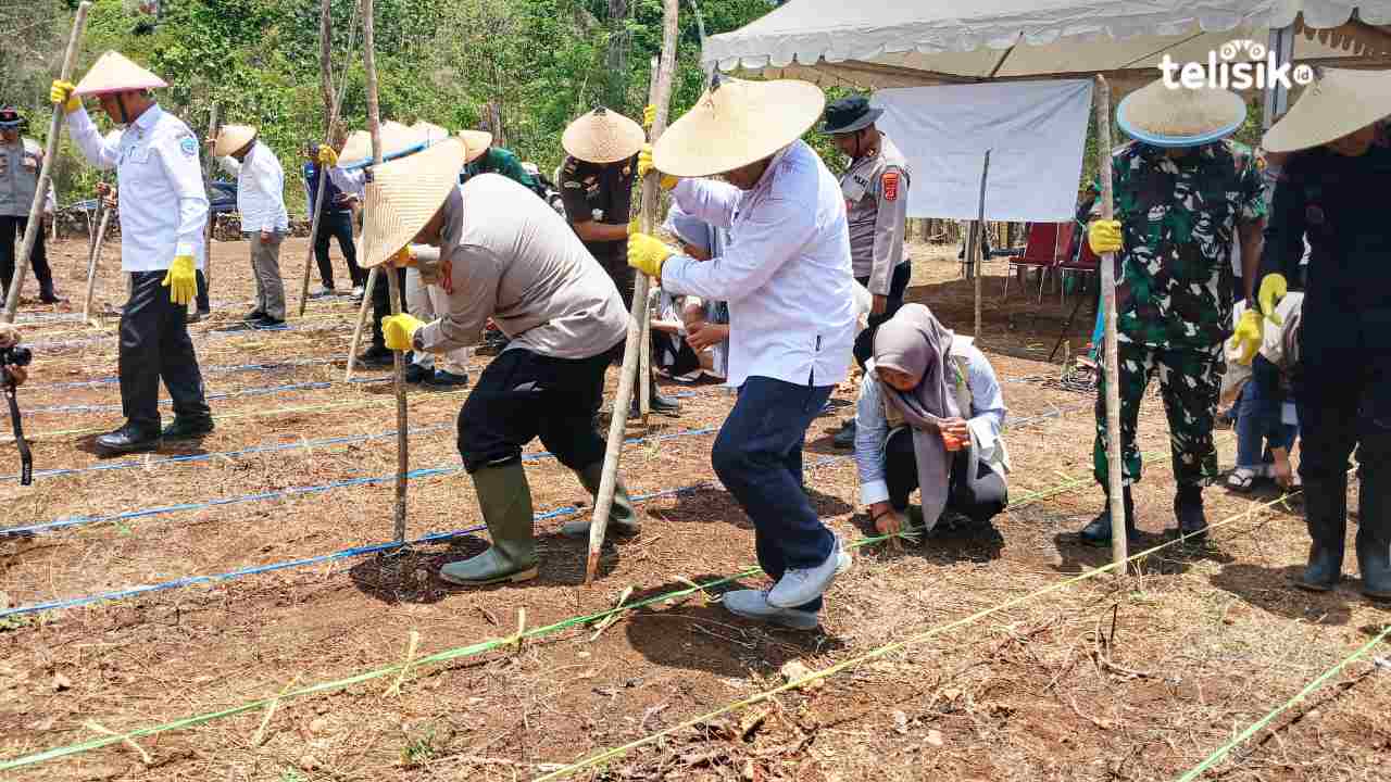 Pemkab Buton Selatan Tanam Jagung Serentak Kuartal IV dan Dorong Swasembada Pangan