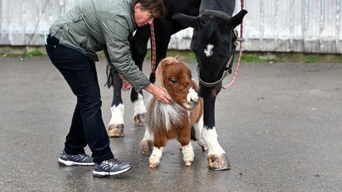 Kuda Terkecil di Dunia 2025, Cuma 52,6 Cm Resmi Raih Guinness World Records