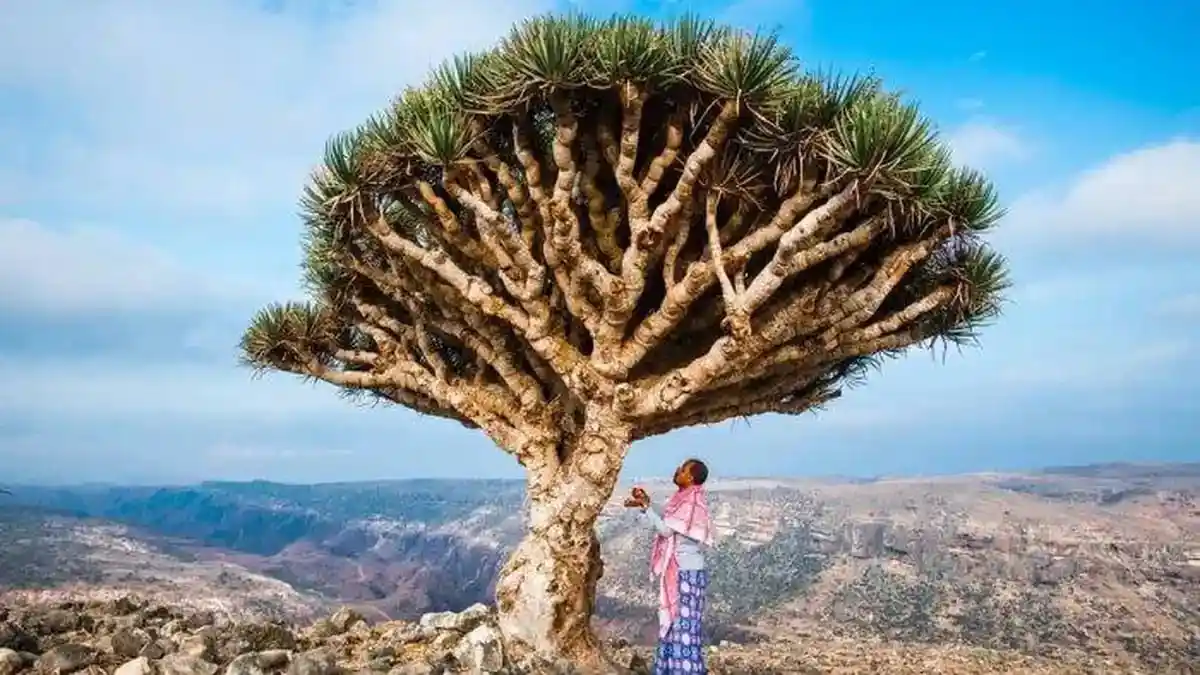 Diyakini jadi Tempat Tinggal Dajjal hingga Hari Kiamat, Berikut Misteri dan Keanehan Pulau Socotra