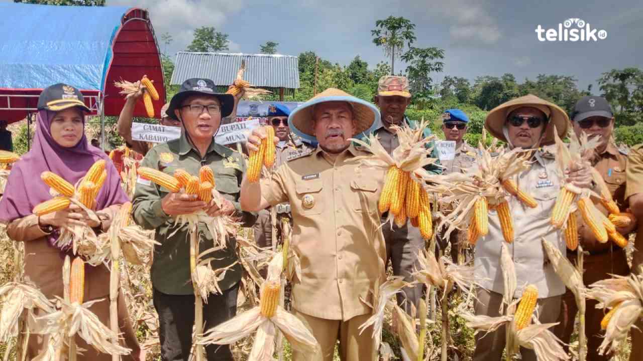 Jagung Kuning Petani Desa Bea Muna Baru Dipanen Langsung Diserap Bulog Raha