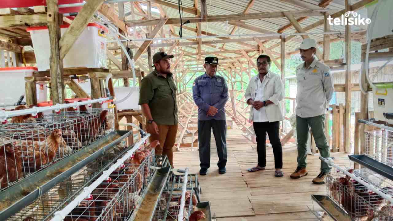 Peternak di Muna Mulai Lirik Ayam Petelur dan Sudah Tersedia 40 Ribu Ekor