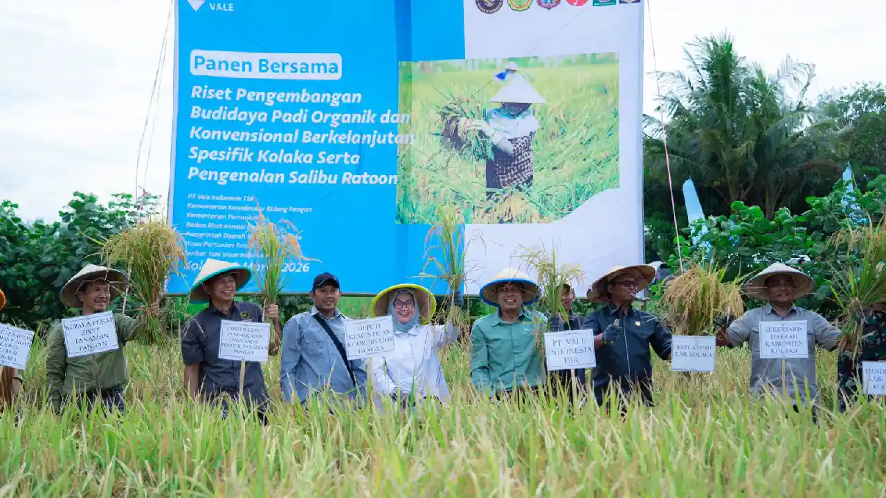 PT Vale Panen Demplot Padi Berkelanjutan di Kolaka, Petani Berpotensi Panen hingga 8 Kali