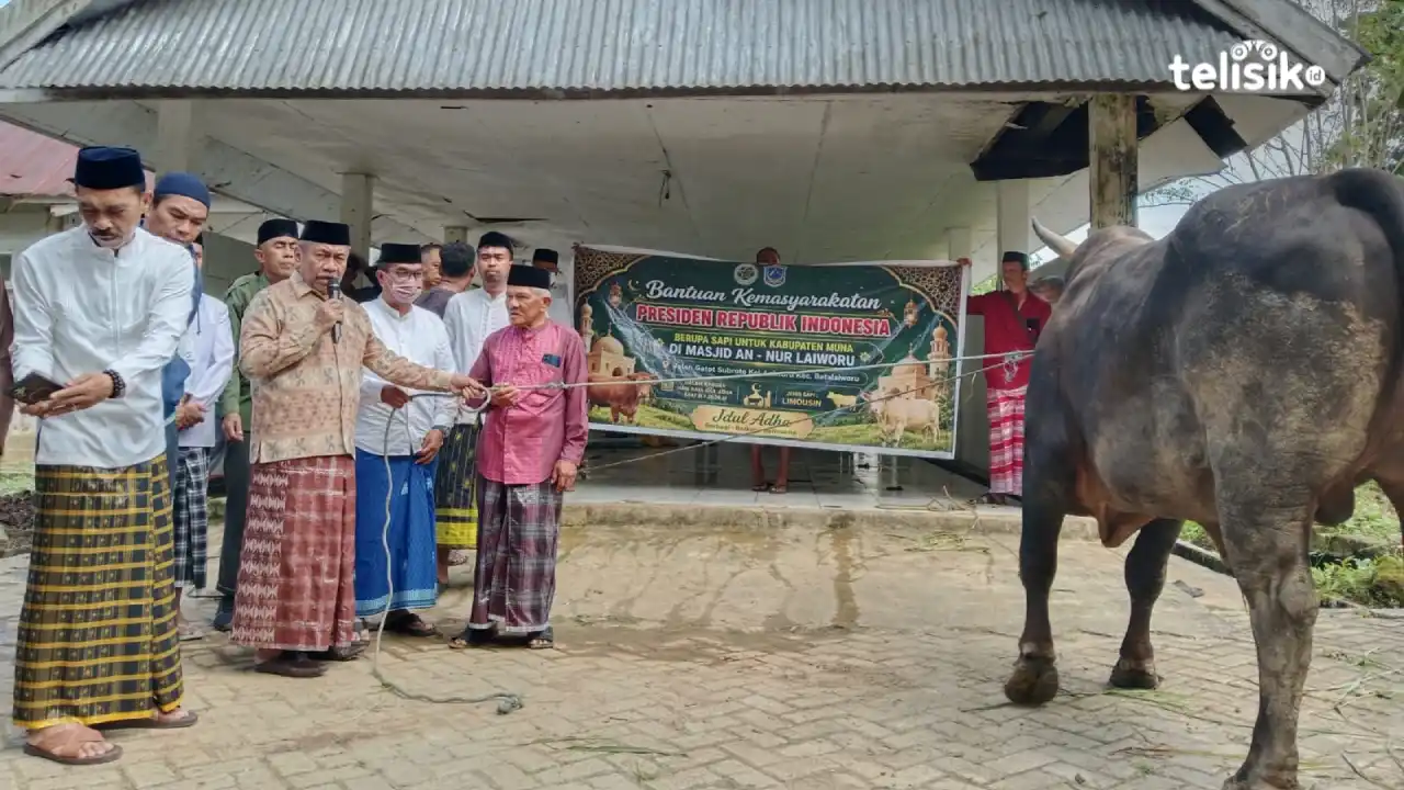 Bupati Muna Salurkan Sapi Kurban Presiden Seharga Rp 115 Juta