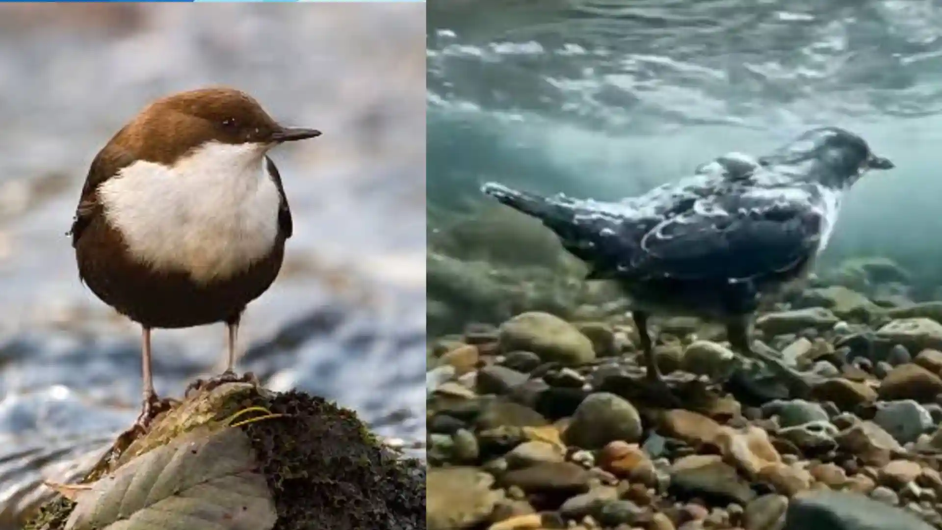 Keunikan Burung Dipper: Si Penyelam yang Bisa Berjalan di Dasar Sungai Deras