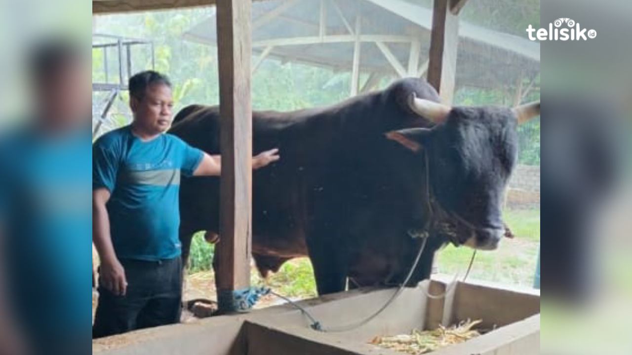 Presiden Prabowo Sumbang Sapi Limousin 1,1 Ton untuk Sembelihan Idul Adha Warga Muna