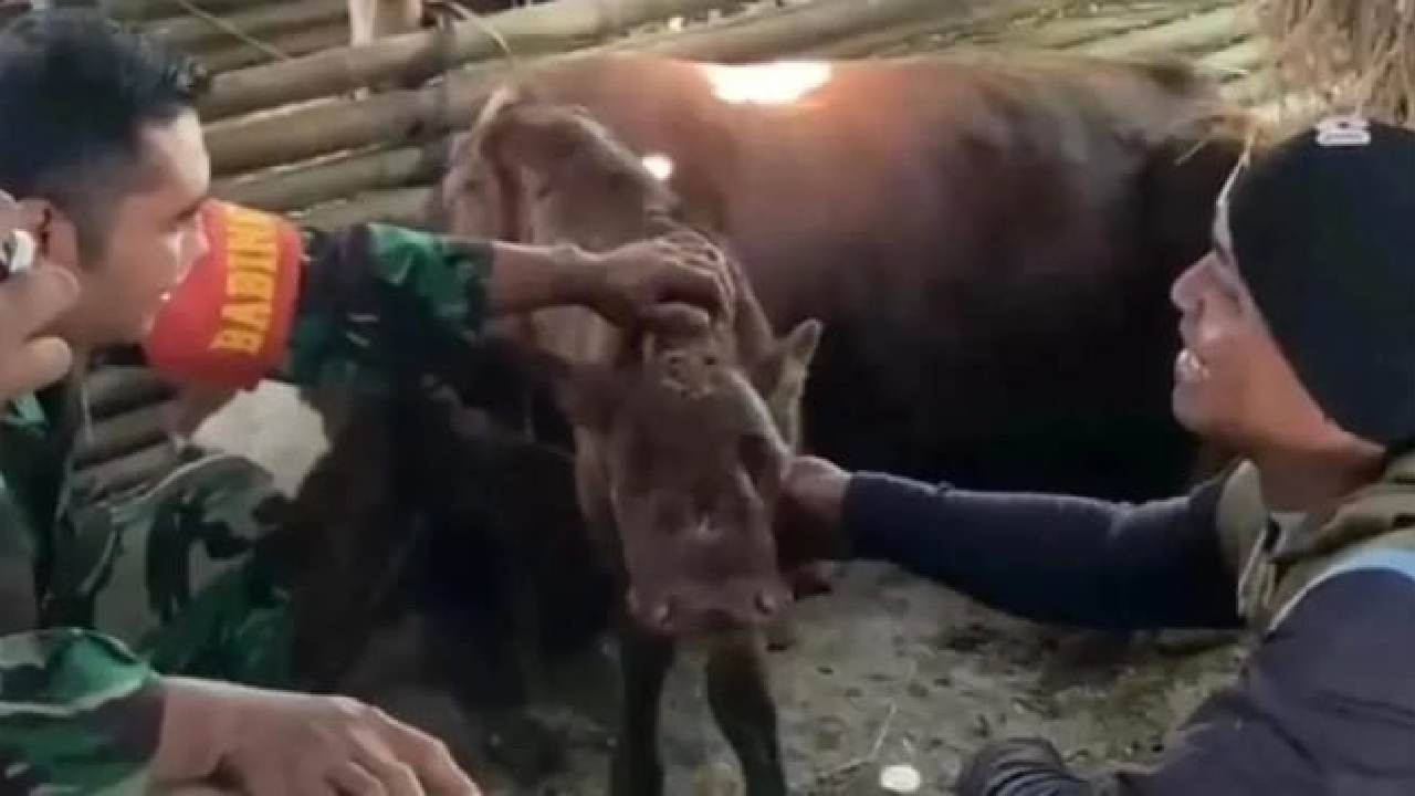 Unik: Anak Sapi Bermata Tiga Lahir di Magetan, Pemilik Tolak Tawaran Rp 1 Miliar