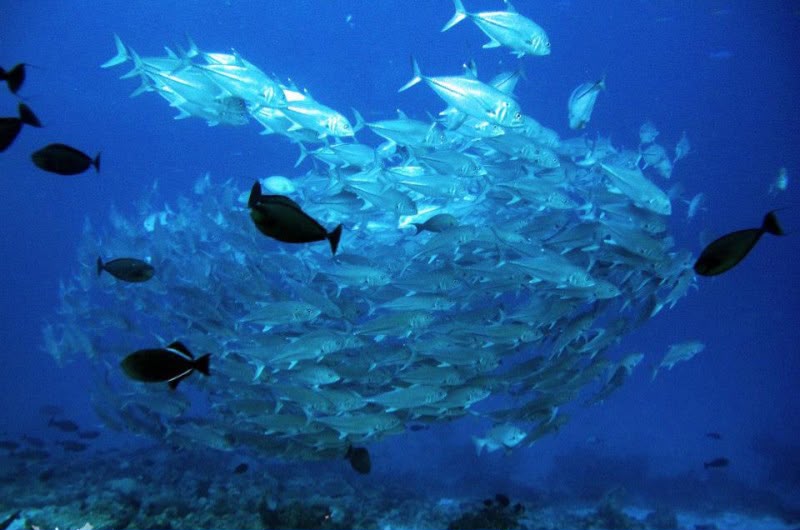 Pelaku Bom Ikan Banyak dari Luar Wakatobi, BTNW Beber Kendala