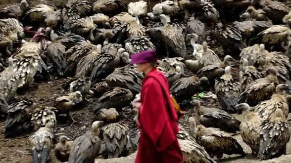 Misteri Pemakaman Ekstrem Sky Burial, Burung Bangkai Dibiarkan Makan Jenazah Sampai Habis