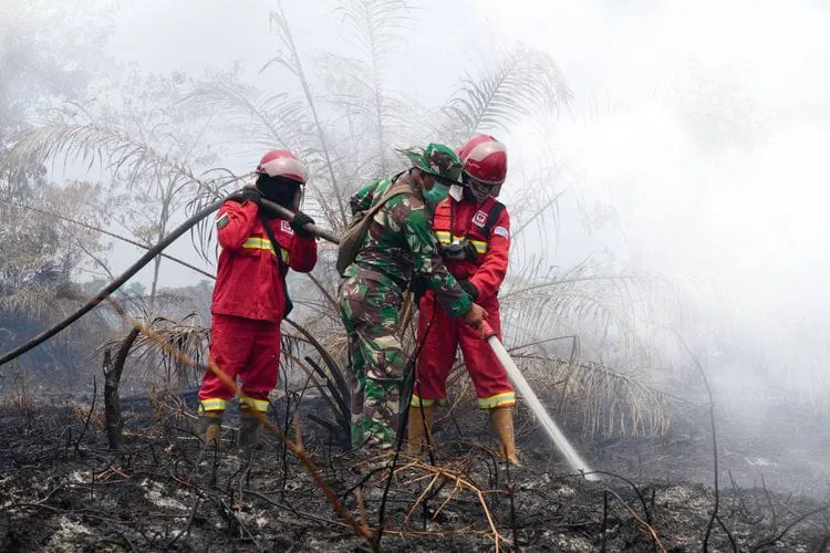 Deretan 7 Perusahaan Singapura Disebut Terlibat Karhutla Indonesia