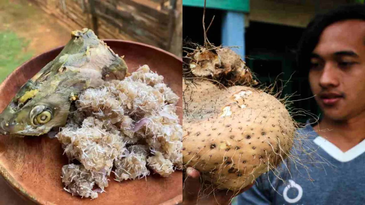 Umbi Hutan Beracun dan Tak Bisa Langsung Dimakan, Begini Proses Pembuatan Kolope Khas Muna