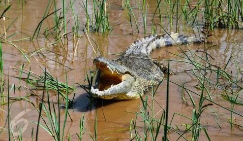 Buaya yang habitatnya mulai terancam, terpaksa mencari mangsa di luar habitatnya. Foto: repro google.com