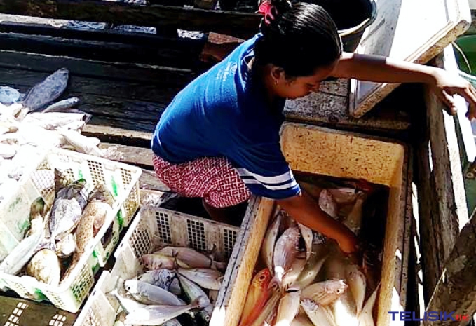 Pengumpul ikan saat menerima hasil tangkapan nelayan. Foto: Muhammad Israjab/Telisik