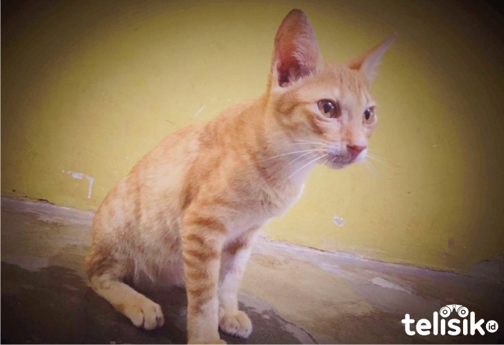 Kucing, hewan peliharaan yang berpotensi tertular COVID-19. Foto: Dul/Telisik