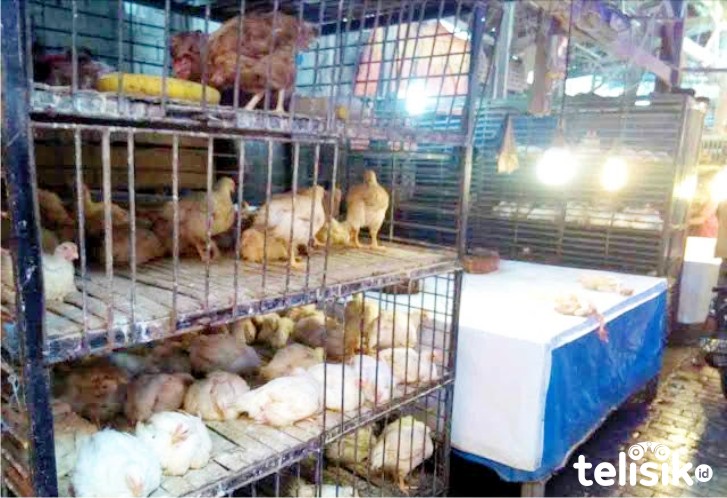 Ayam potong di pasar basah Mandonga, Kota Kendari. Foto: Fitrah Nugraha/Telisik