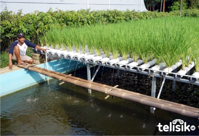 Seorang petani di Magelang, Jawa Tengah, berhasil memanfaatkan ruang kosong di sekitar rumahnya untuk bertani. Uniknya, ia menanam padi di atas kolam ikan. Foto: Affan Safani Adham/Telisik