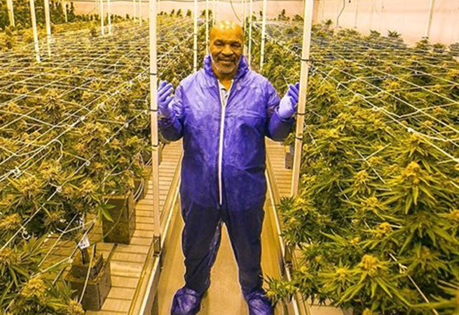 Mike Tyson saat berada di kebun ganja miliknya. Foto: repro google