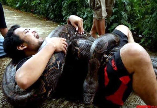 Panji Petualang memberikan tips agar terhindar dari lilitan ular piton. Foto: msn.com