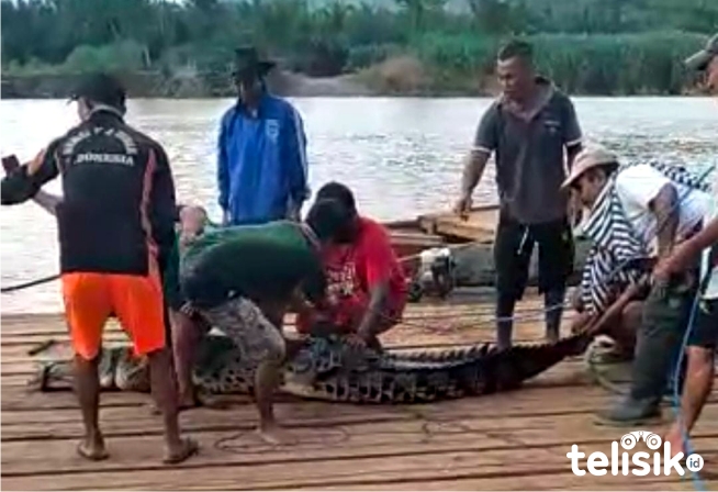 Warga yang sedang mengikat buaya setelah berhasil ditangkap. Foto: Ist.