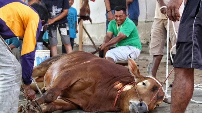 Prosesi penyembelihan hewan kurban. Foto: Repro bangka.tribunnwes.com