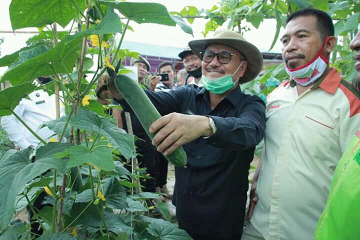 Surunuddin Dangga melaksanakan panen hasil tanam Poktan Sidomulyo. Foto: Ist.
