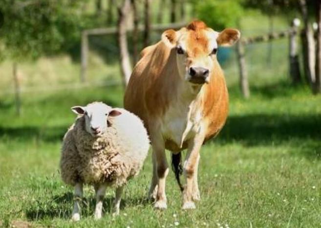 Sapi, domba atau kambing yang akan dikurbankan sebaiknya hewan terbaik, salah satunya yaitu hewan yang sehat. Foto: Repro Inisiatifnews.com
