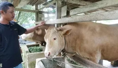 Sapi kurban Jokowi yang berada di Sulawesi Tenggara. Foto: Repro Google.com