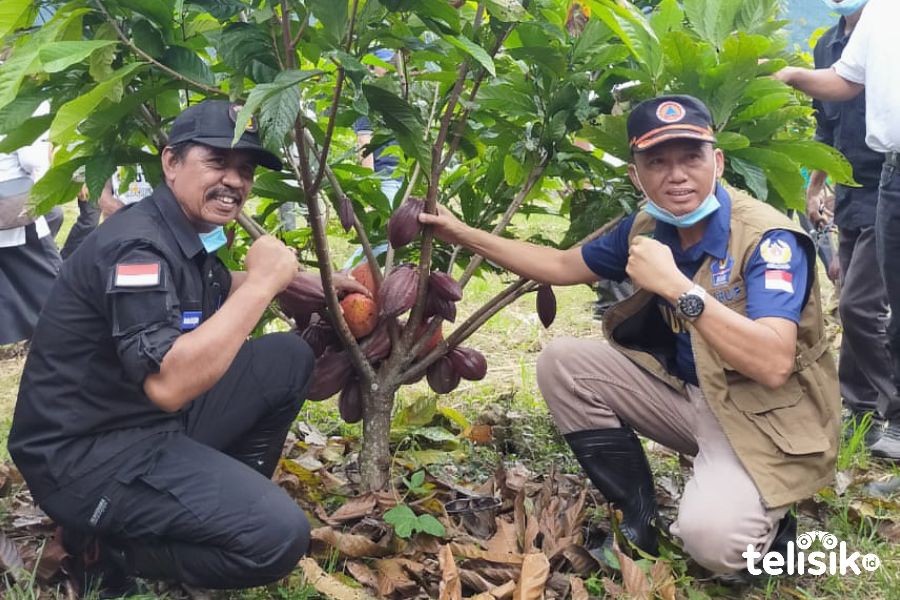 Bupati dan Wakil Bupati Kolaka Utara, Drs. H. Nur Rahman Umar, MH dan Abbas, SE saat menghadiri kegiatan panen perdana hasil program revitalisasi kakao. Foto : Muh. Risal/Telisik